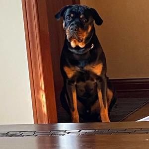 Meet your Posher, Joe